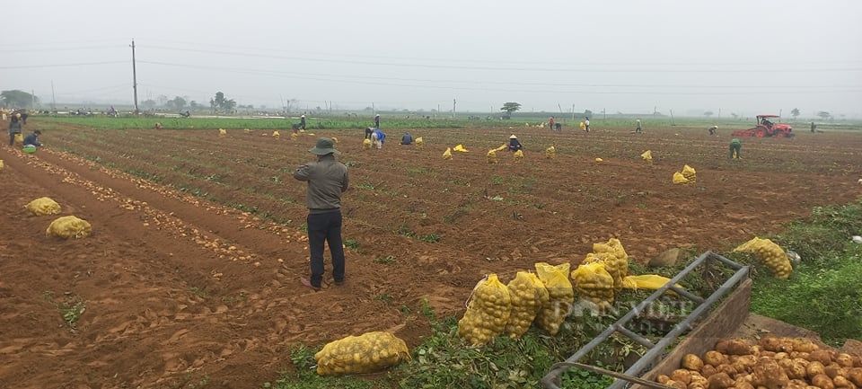 Nghệ An: Khoai tây được mùa được giá, nông dân phấn khởi ra đồng thu hoạch đông như trẩy hội   - Ảnh 4.