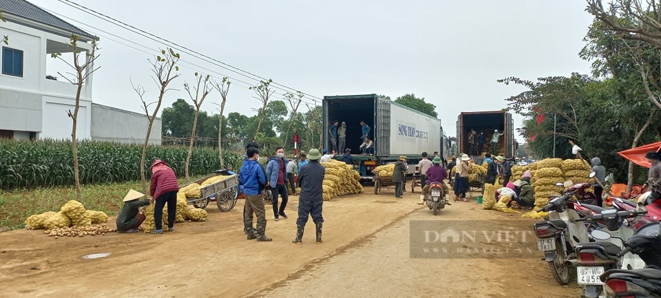 Nghệ An: Khoai tây được mùa được giá, nông dân phấn khởi ra đồng thu hoạch đông như trẩy hội   - Ảnh 8.