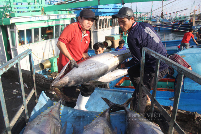 Loài cá được người Nhật Bản mua nhiều nhất là loài Việt Nam có sản lượng khai thác lớn - Ảnh 1.