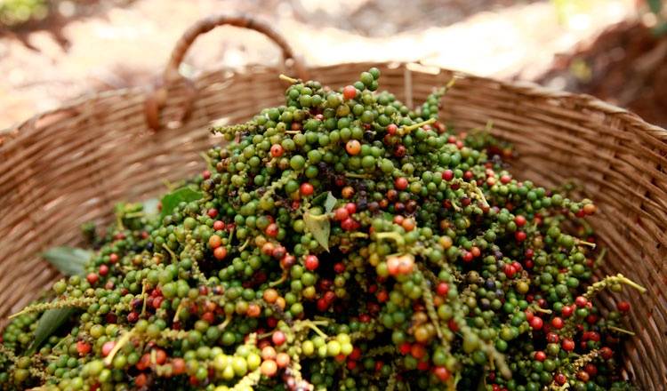 Giá nông sản hôm nay 10/2: Tiêu tăng phiên thứ 2 liên tiếp; cà phê Arabica lên mức cao nhất 10 năm - Ảnh 1.