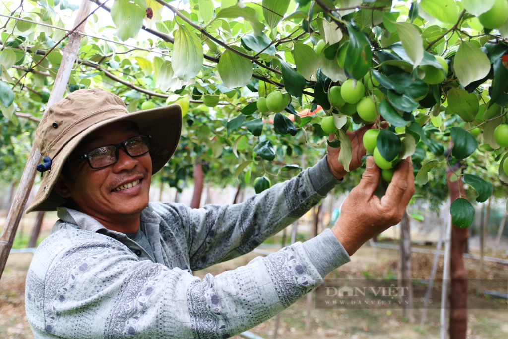 Ninh Thuận: Nông sản rủ nhau tăng giá, nông dân phấn khởi với giá bán đầu năm - Ảnh 3.