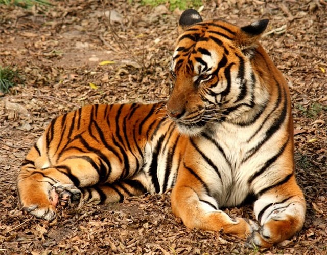 Cận cảnh loài hổ Hoa Nam quý hiếm nhất hành tinh gieo rắc nỗi kinh sợ cho vô số ngôi làng - Ảnh 2.