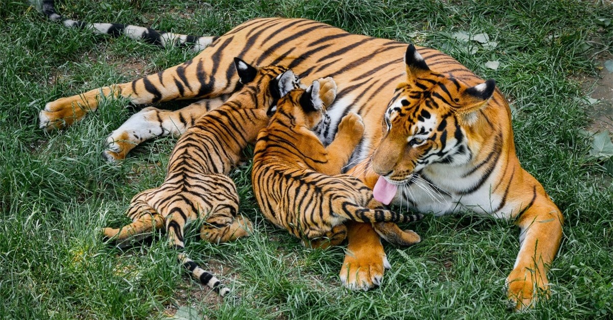 Cận cảnh loài hổ Hoa Nam quý hiếm nhất hành tinh gieo rắc nỗi kinh sợ cho vô số ngôi làng - Ảnh 4.