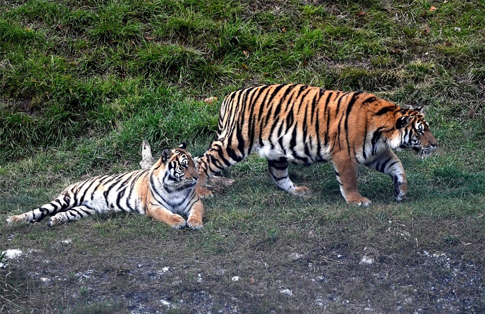 Cận cảnh loài hổ Hoa Nam quý hiếm nhất hành tinh gieo rắc nỗi kinh sợ cho vô số ngôi làng - Ảnh 7.