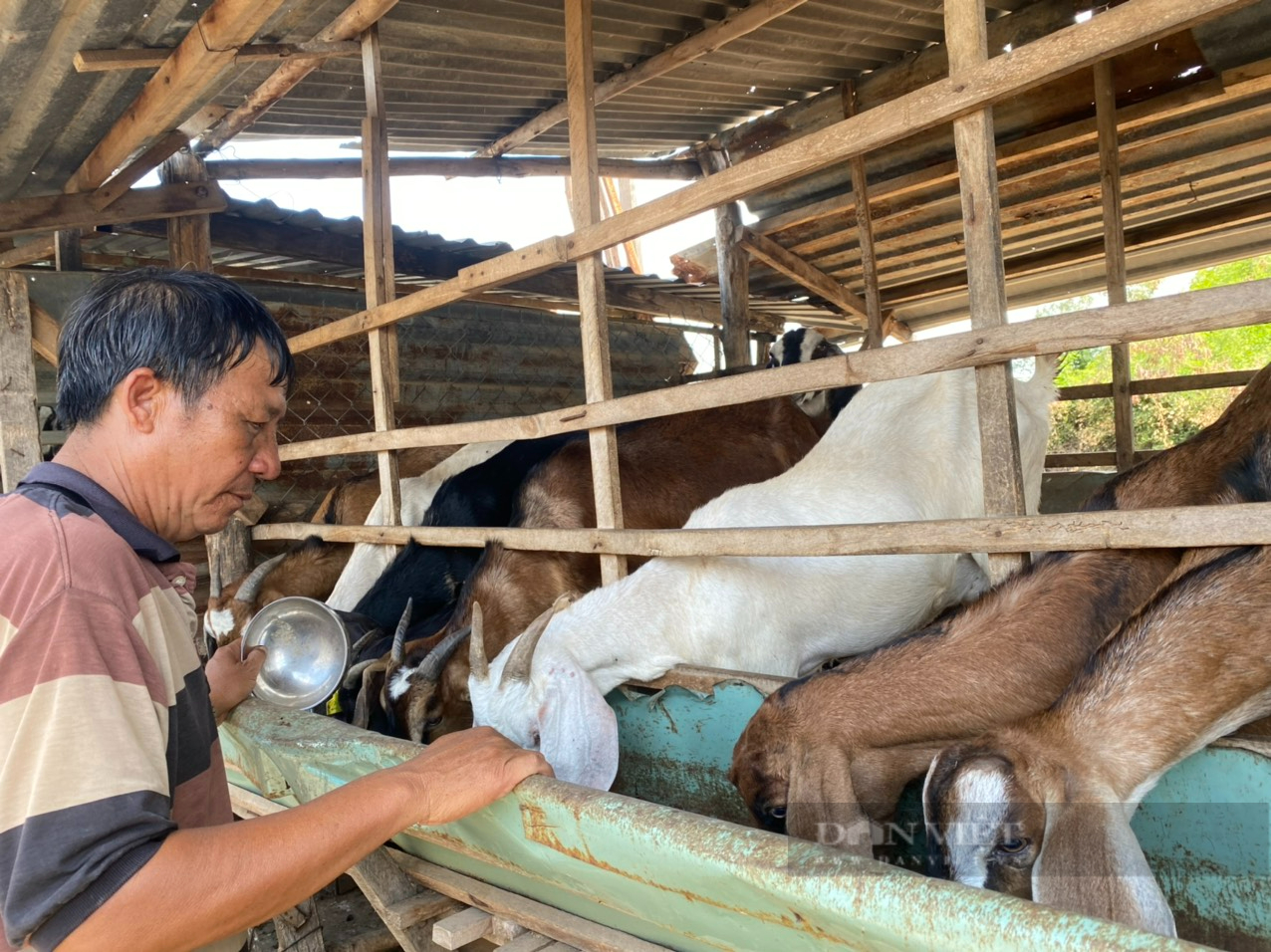 Ninh Thuận: Nông sản rủ nhau tăng giá, nông dân phấn khởi với giá bán đầu năm - Ảnh 4.