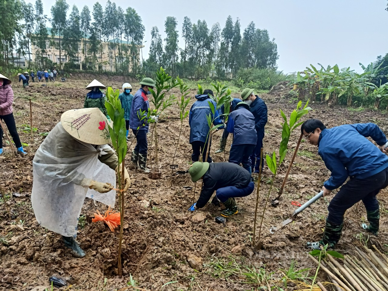 TP. Hải Dương: Chính quyền chung tay với người dân trồng cây phủ xanh đường làng nông thôn - Ảnh 1.