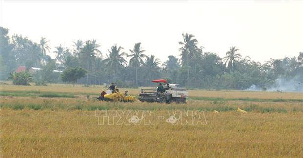 Nuôi tôm trong ruộng lúa, bán lúa trúng giá, bán tôm cũng đắt hàng, nông dân Bạc Liêu lãi nhiều hơn - Ảnh 3.