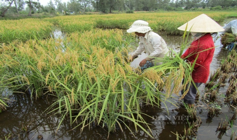 Quảng Nam: Hạ tầng được đầu tư đồng bộ, Bình Đào thay “áo mới” - Ảnh 6.