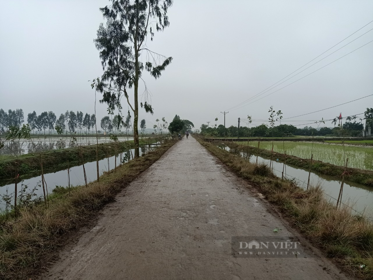 TP. Hải Dương: Chính quyền chung tay với người dân trồng cây phủ xanh đường làng nông thôn - Ảnh 3.