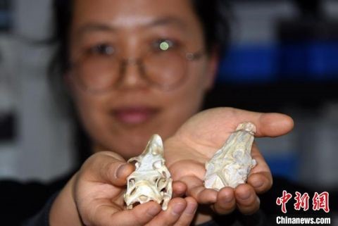 Phát hiện về hóa thạch thằn lằn 52 triệu năm của Trung Quốc hé lộ 'bí ẩn' gây 'sốc' - Ảnh 4.