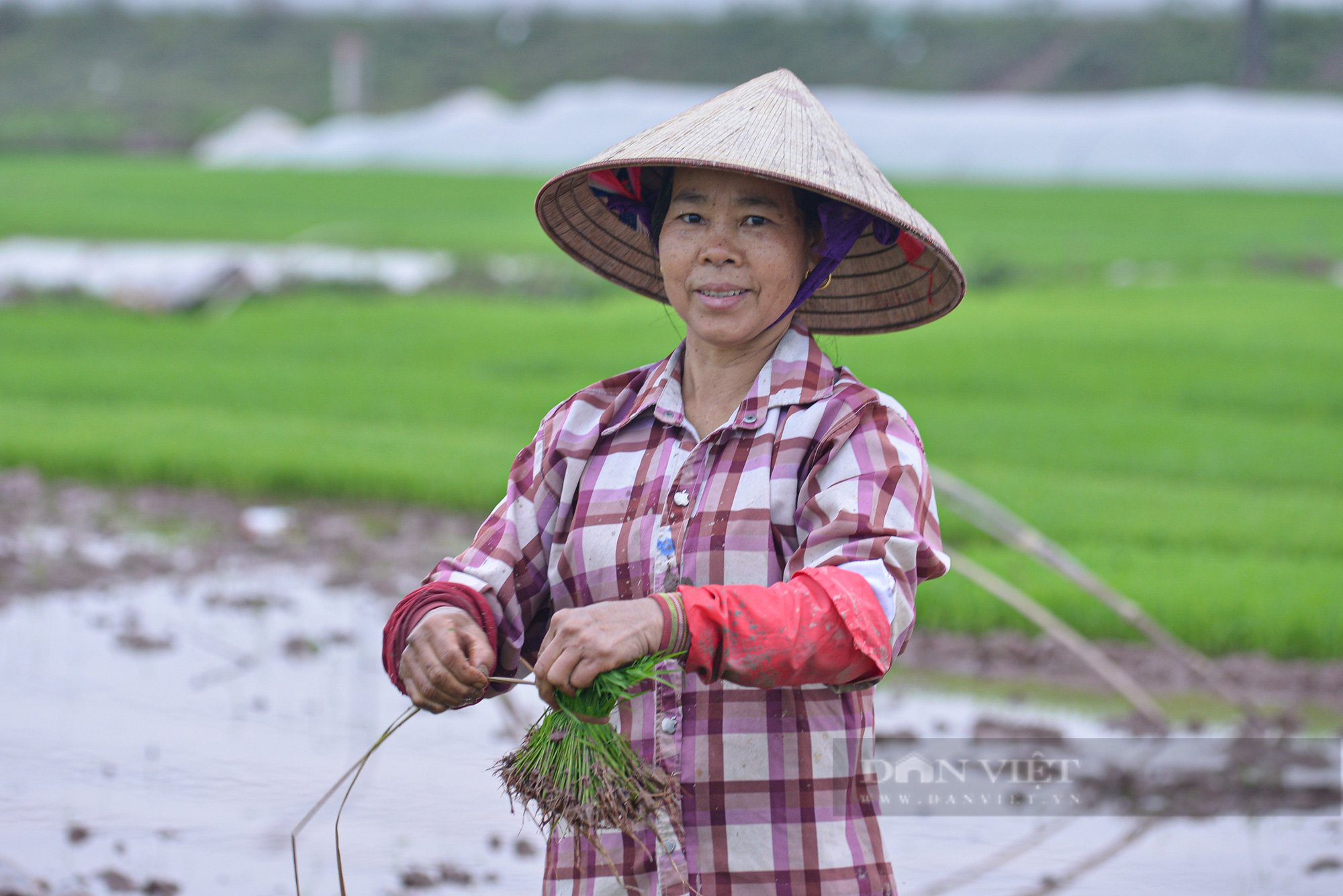 Nông dân ngoại thành Hà Nội hối hả xuống đồng sản xuất vụ Xuân 2022 - Ảnh 1.