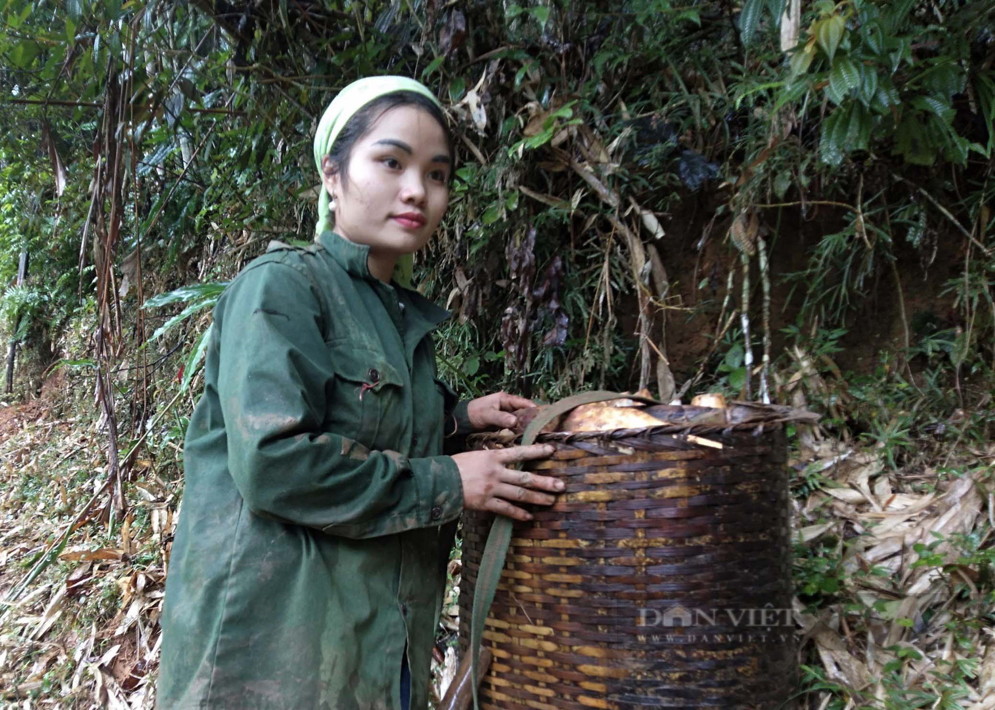 Đầu xuân theo chân đồng bào Dao Bắc Kạn lên rừng tìm &quot;tai đất&quot; - Ảnh 4.