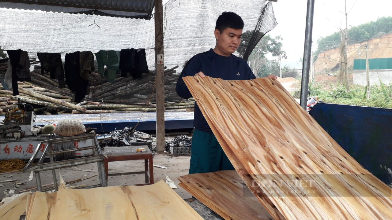 Thái Nguyên: Tận dụng lợi thế từ rừng nhiều xưởng gỗ bóc, ép ván mở ra tạo việc làm cho lao động địa phương  - Ảnh 5.