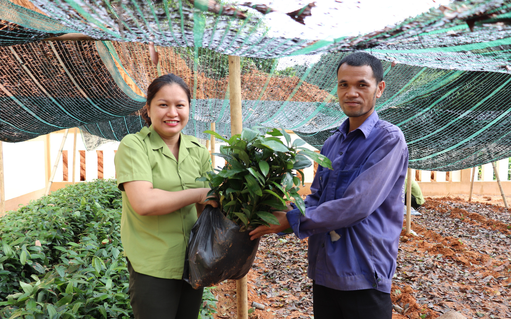 Trồng thứ cây đặc sản gì mà tới thời thu tiền &quot;cản không kịp&quot;, nông dân Nghệ An bán được từ vỏ đến lá?