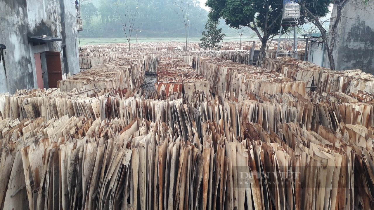 Thái Nguyên: Tận dụng lợi thế từ rừng nhiều xưởng gỗ bóc, ép ván mở ra tạo việc làm cho lao động địa phương  - Ảnh 8.