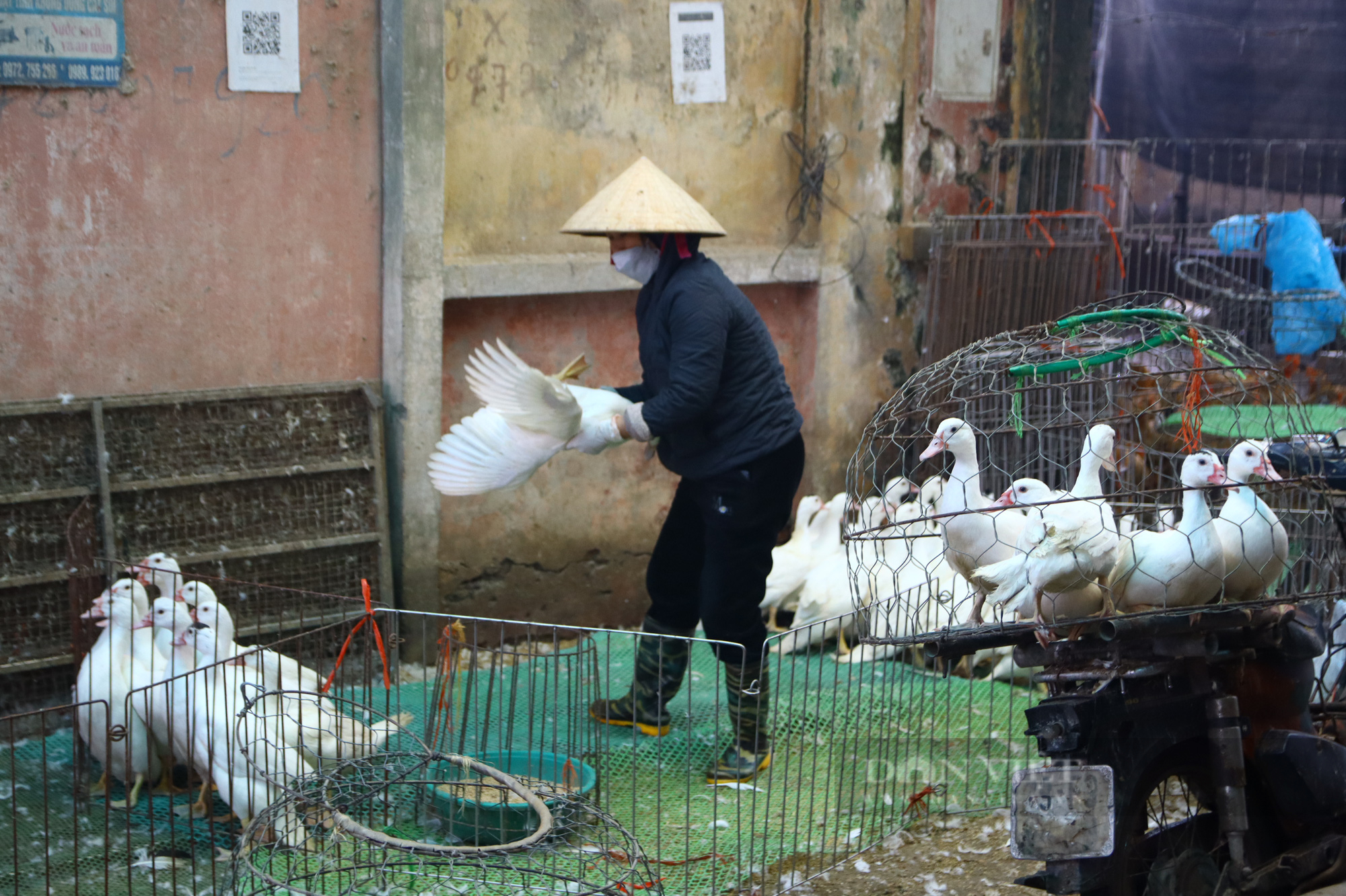 Hàng về chợ đầu mối gia cầm nhỏ giọt, tiểu thương &quot;đỏ mắt&quot; săn tìm gà thả vườn, vịt nướng - Ảnh 7.