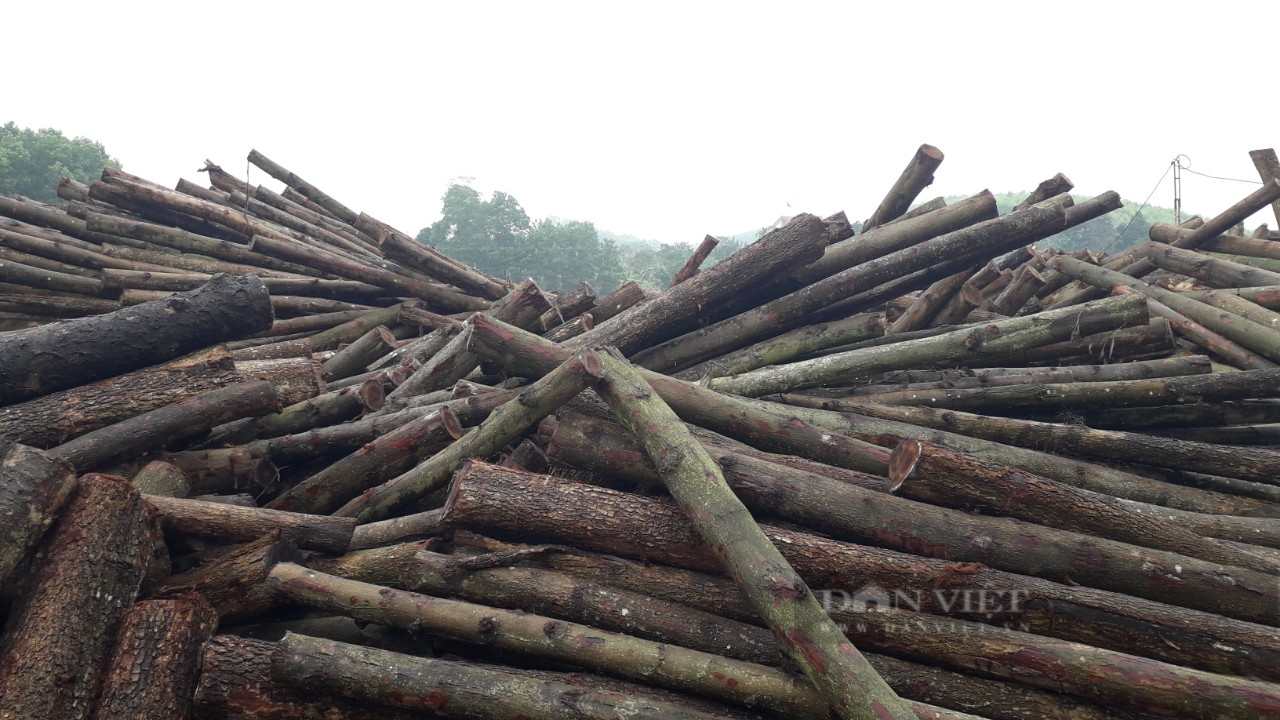 Thái Nguyên: Tận dụng lợi thế từ rừng nhiều xưởng gỗ bóc, ép ván mở ra tạo việc làm cho lao động địa phương  - Ảnh 2.