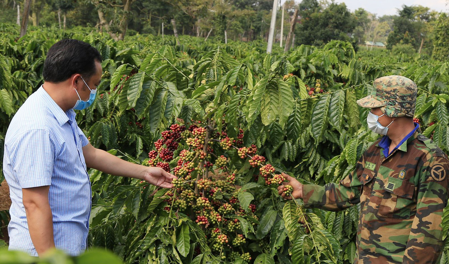 Giá cà phê nhân Đắk Lắk hôm nay tiếp tục tăng nhẹ, vì sao giống cà phê dây Thuận An được dân ưa chuộng? - Ảnh 2.