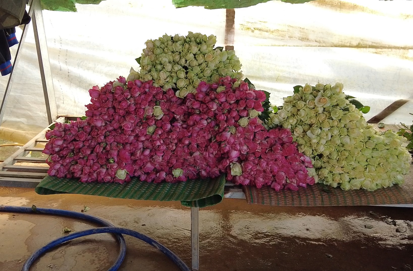 Lâm Đồng: Sát ngày Lễ tình nhân 14/2, giá hoa hồng tăng cao, người dân phấn khởi - Ảnh 6.