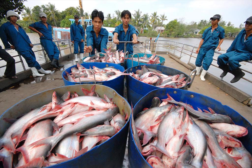 Việt Nam đang cung cấp &quot;độc quyền&quot; loài cá này cho Trung Quốc - Ảnh 1.