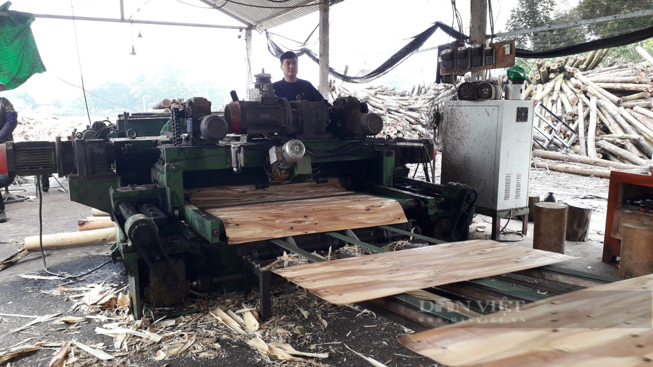 Thái Nguyên: Tận dụng lợi thế từ rừng nhiều xưởng gỗ bóc, ép ván mở ra tạo việc làm cho lao động địa phương  - Ảnh 6.