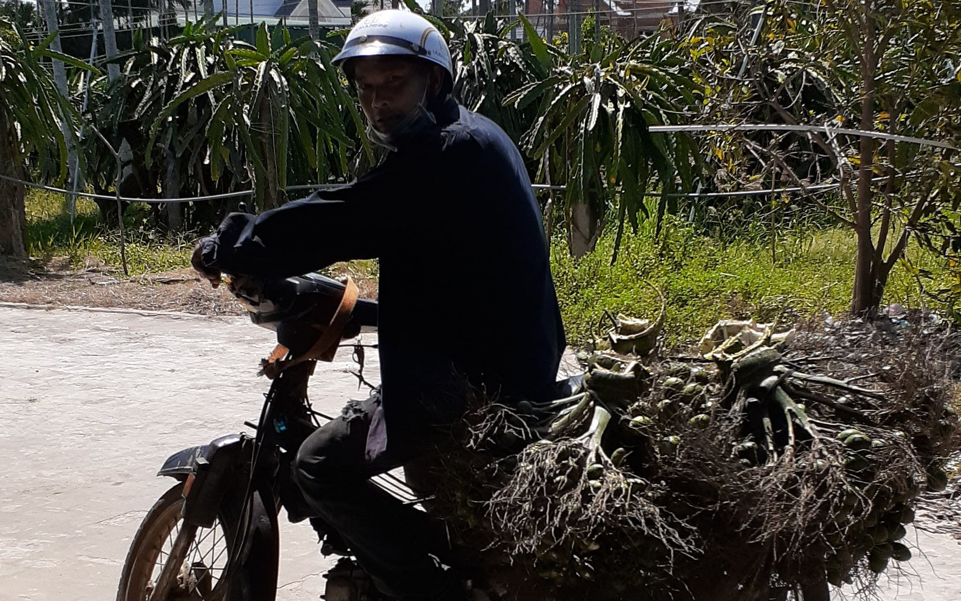 Thương lái lùng sục vào các thôn, xóm tìm mua cau tươi, dân Bình Thuận hái cau bán 65.000 đồng/kg