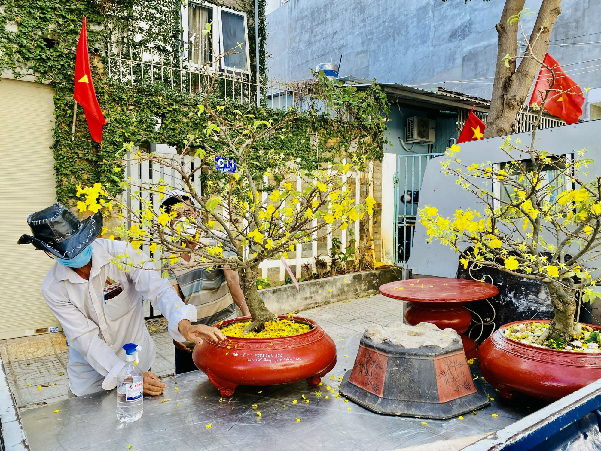 Cây mai vàng vẫn hot, ra tết dịch vụ chăm sóc cây mai ở Bà Rịa-Vũng Tàu đắt khách - Ảnh 1.