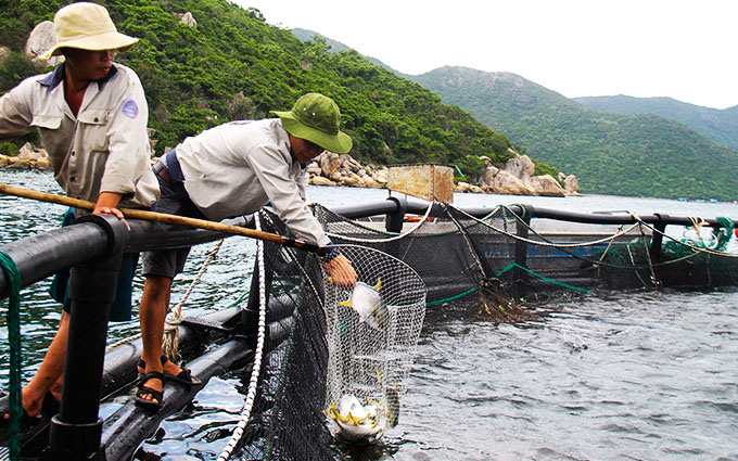 Đi tàu ra vịnh Vân Phong ở Khánh Hòa xem trang trại nuôi cá vây vàng lớn nhất cả nước