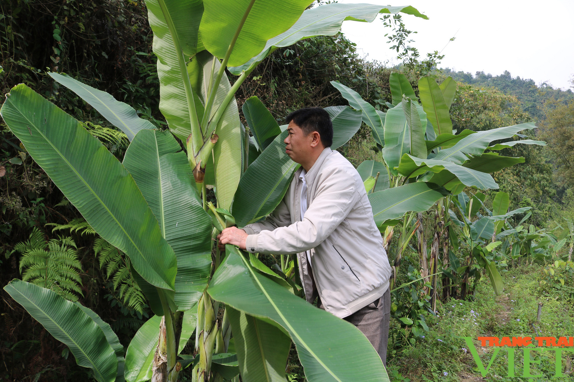 Nông thôn Tây Bắc: Quỹ Hỗ trợ nông dân tiếp sức nông dân Phổng Lăng vượt khó - Ảnh 2.
