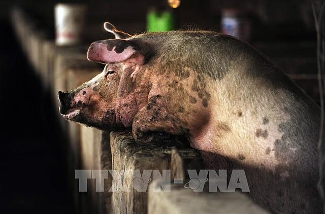 Người chăn nuôi lợn tại Trung Quốc lại gặp khó khăn - Ảnh 1.