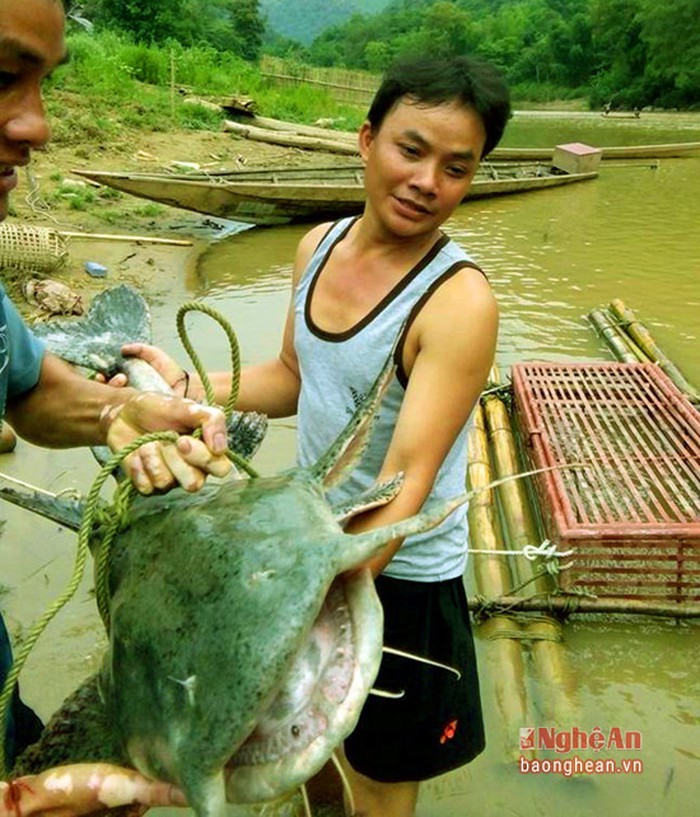 4 loài cá đặc sản quý hiếm bậc nhất miền Tây Nghệ An: &quot;Thủy quái&quot; nặng hàng yến, dài cả mét - Ảnh 3.