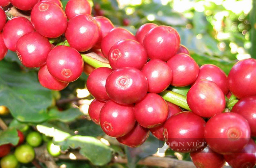Giá cà phê nhân Đắk Lắk &quot;nằm im&quot; 2 ngày, giống cà phê Tr9 được khuyến khích trồng đại trà vì sao? - Ảnh 1.
