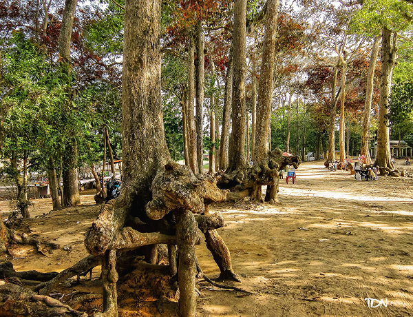 Trà Vinh: Xuất hiện những bộ rễ cây khổng lồ trồi lên trên mặt đất kỳ quái mọc ao Bà Om - Ảnh 1.