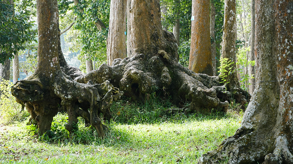 Trà Vinh: Xuất hiện những bộ rễ cây khổng lồ trồi lên trên mặt đất kỳ quái mọc ao Bà Om - Ảnh 2.