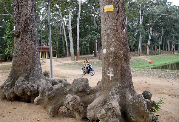 Trà Vinh: Xuất hiện những bộ rễ cây khổng lồ trồi lên trên mặt đất kỳ quái mọc ao Bà Om - Ảnh 3.