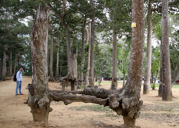 Trà Vinh: Xuất hiện những bộ rễ cây khổng lồ trồi lên trên mặt đất kỳ quái mọc ao Bà Om - Ảnh 4.