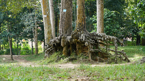 Trà Vinh: Xuất hiện những bộ rễ cây khổng lồ trồi lên trên mặt đất kỳ quái mọc ao Bà Om - Ảnh 6.