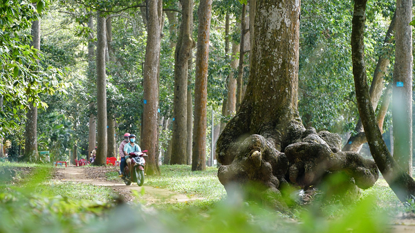 Trà Vinh: Xuất hiện những bộ rễ cây khổng lồ trồi lên trên mặt đất kỳ quái mọc ao Bà Om - Ảnh 8.