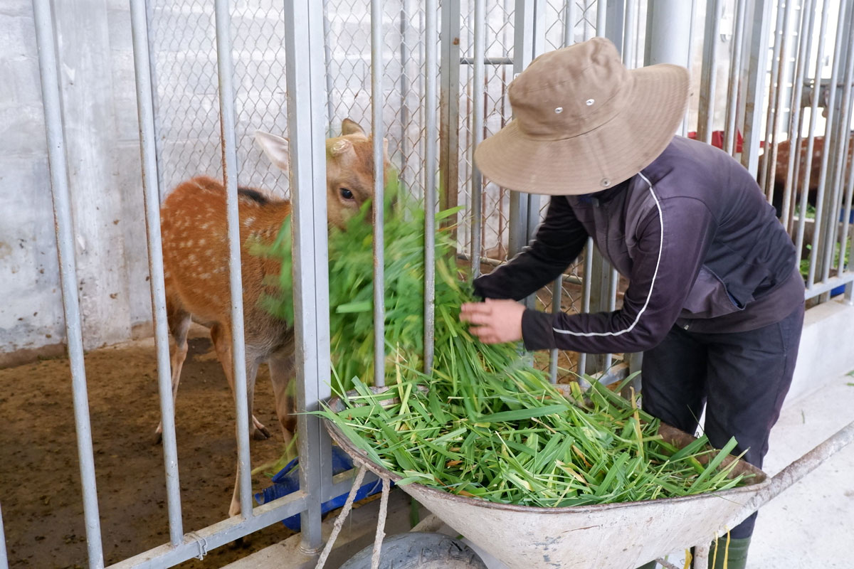 Nuôi con đặc sản nhát như cáy, tới mùa cưa sừng bán làm thuốc bổ, trai Long An khiến ai cũng xuýt xoa, trầm trồ - Ảnh 1.