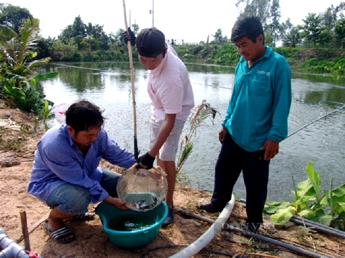 Giá cá tra nguyên liệu tăng mạnh, nông dân ương cá tra giống tiếc hùi hụi - Ảnh 4.