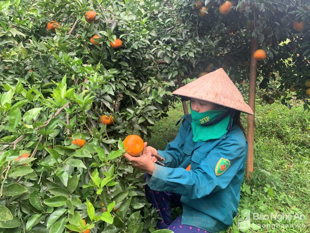 Phát triển thương hiệu cam bù - Ảnh 3.