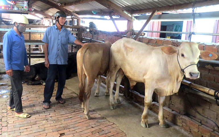 Sau Tết nông dân Phú Yên tấp nập đi chợ bò, loài bò khổng lồ nào được nhiều người &quot;săn tìm&quot;? - Ảnh 1.