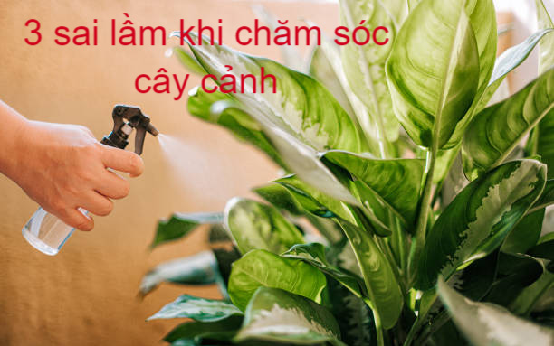 "Nhìn chằm chằm" mà cây cảnh vẫn phát triển kém, đó là vì bạn làm sai 3 điều 