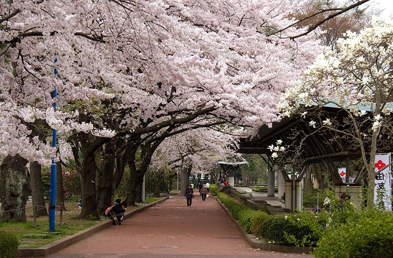 Những điểm đến độc lạ “đón đầu” cao điểm du lịch mùa Xuân khi Nhật Bản mở cửa trở lại - Ảnh 2.
