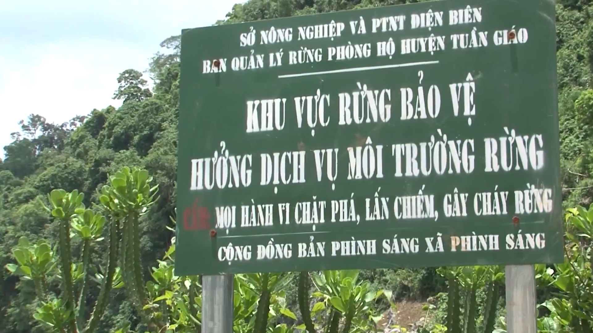 Về thủ phủ gỗ nghiến ở Điện Biên tận mắt thấy tài nguyên &quot;vàng&quot; được người dân bảo vệ nghiêm ngặt - Ảnh 5.