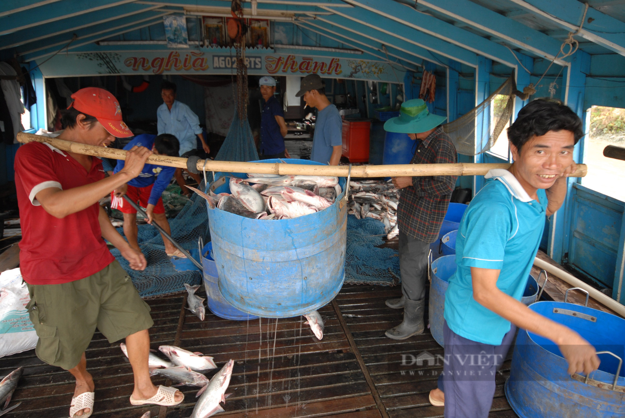 Giá cá tra nguyên liệu tăng mạnh, nông dân ương cá tra giống tiếc hùi hụi - Ảnh 1.