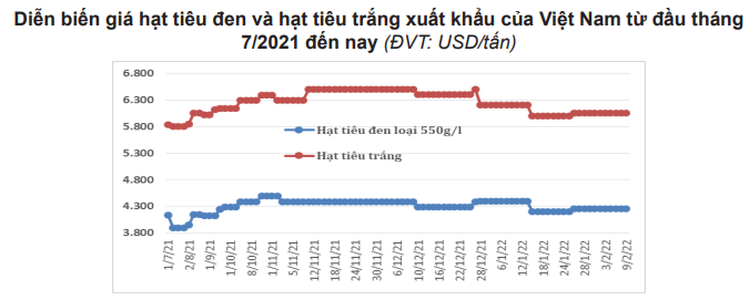 Biến động mạnh, dự báo 'nóng' về giá hạt tiêu khi vào chính vụ thu hoạch - Ảnh 1.