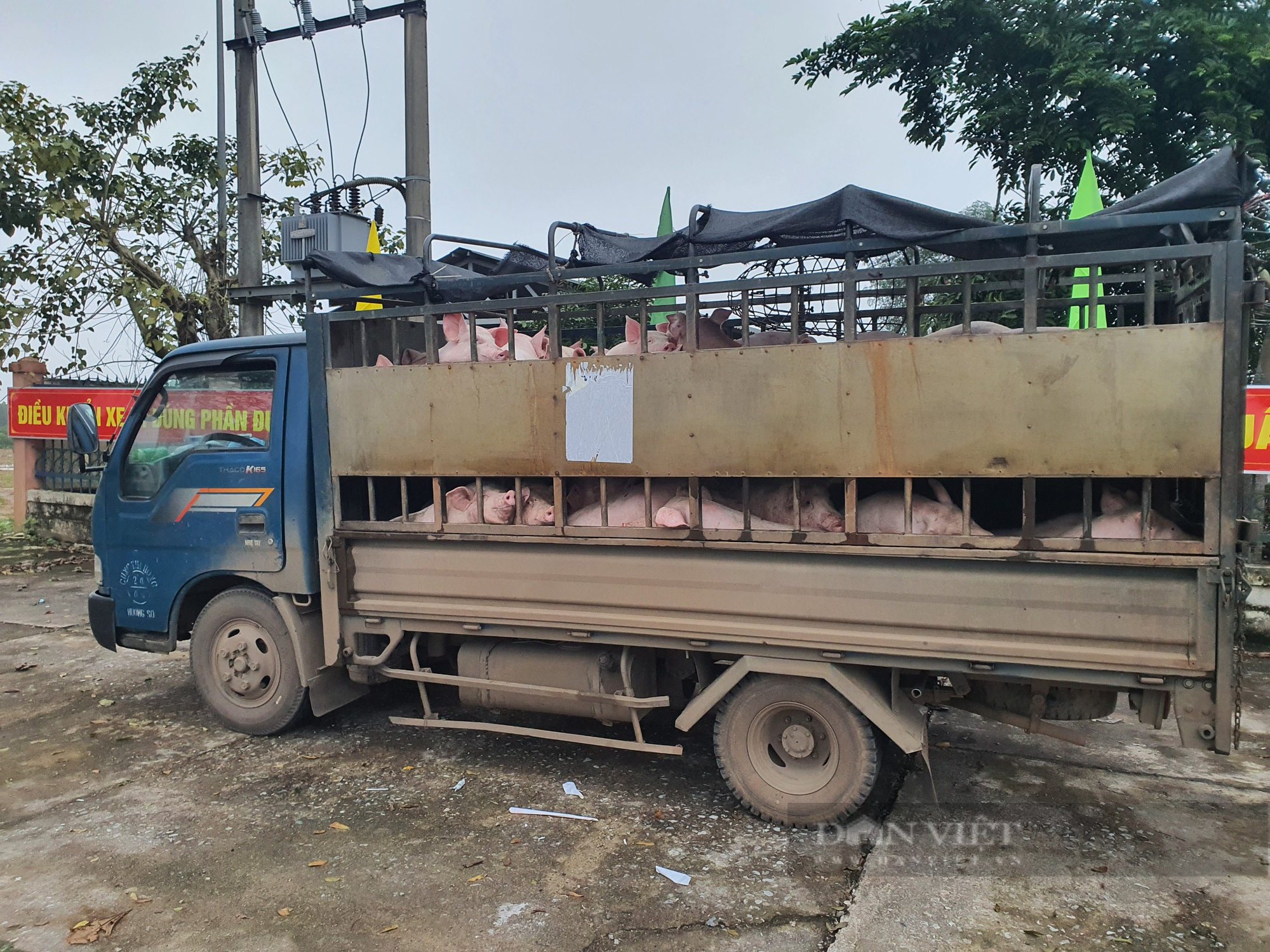 Phát hiện hàng chục con “lợn lậu” giữa lúc dịch tả lợn châu Phi tái bùng phát - Ảnh 1.