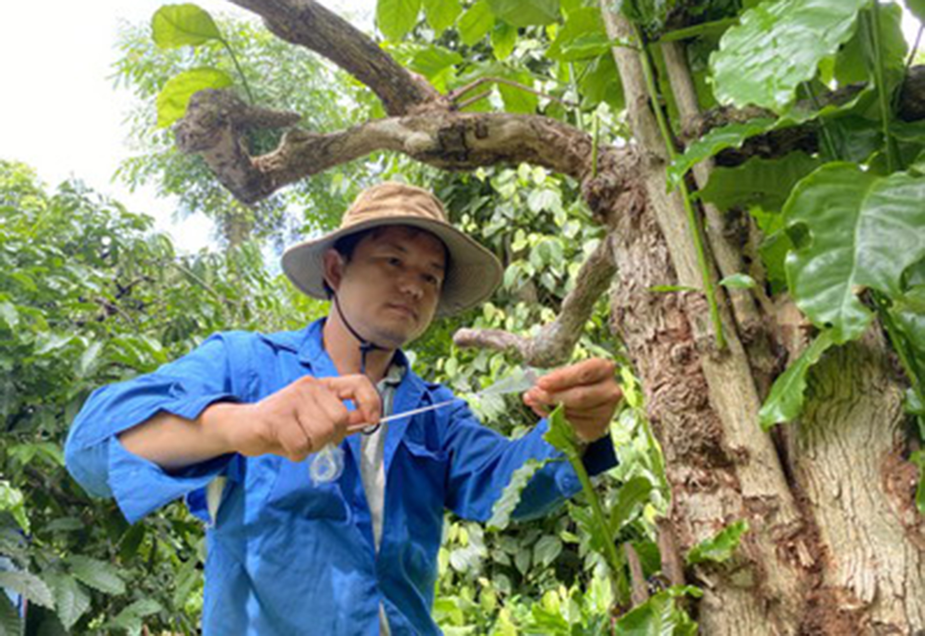 Giá cà phê nhân Đắk Lắk hôm nay tăng trở lại sau phiên rớt giá sâu, các lưu ý khi ghép cà phê - Ảnh 2.