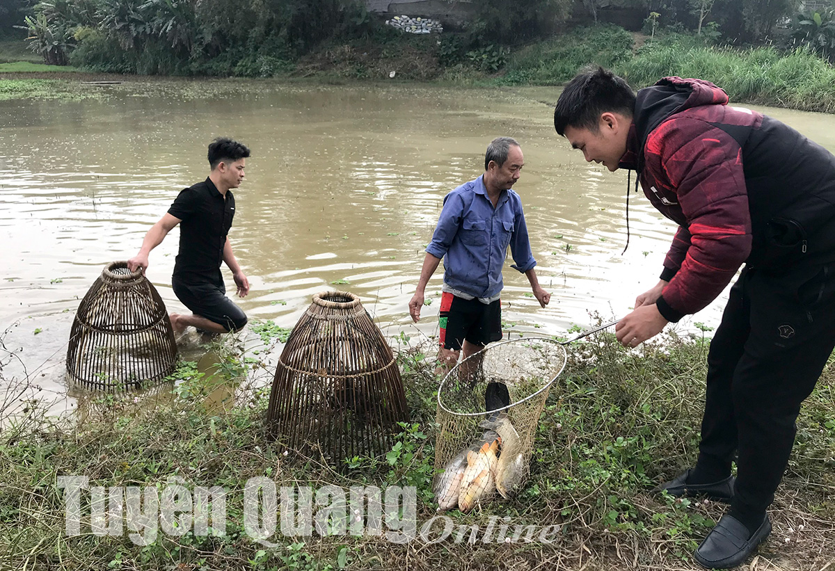 Vác nơm xuống úp cá chép ruộng ở Tuyên Quang, bắt được toàn con to, hễ ai ngó thấy đều muốn mua nay - Ảnh 2.